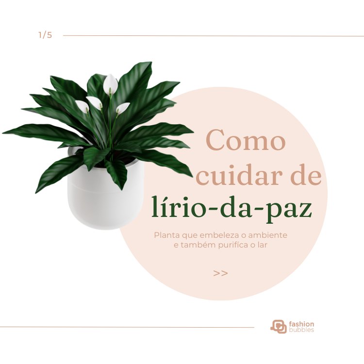 Montagem com foto de planta lírio-da-paz e falando sobre como cuidar