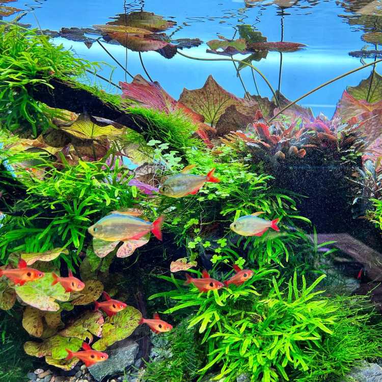 A imagem mostra um aquário vibrante e bem plantado. Há uma variedade de plantas aquáticas de diferentes tons de verde e vermelho, criando um ambiente denso e natural. No centro, pequenos peixes com caudas vermelhas nadam entre as plantas. As folhas grandes e coloridas se estendem até a superfície da água, onde refletem a luz. A composição do aquário é harmoniosa, com uma rica diversidade de flora e fauna aquática.


