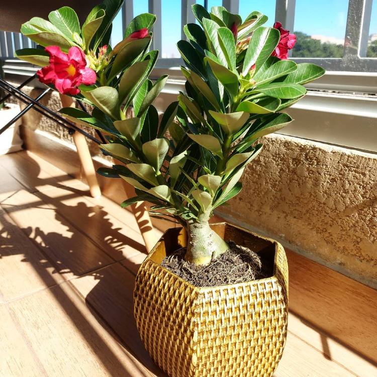 Vaso dourado com osa do deserto perto de janela com iluminação