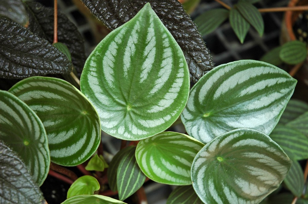 Peperômia melancia