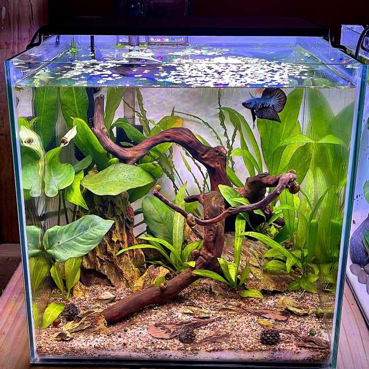 A imagem mostra um aquário bem decorado com plantas aquáticas verdes e um tronco de madeira central. No canto superior direito, há um peixe Betta de cor azul escura nadando. O fundo do aquário é coberto por areia e pequenas folhas, criando um ambiente natural e equilibrado. A iluminação destaca as cores vivas das plantas e do peixe.


