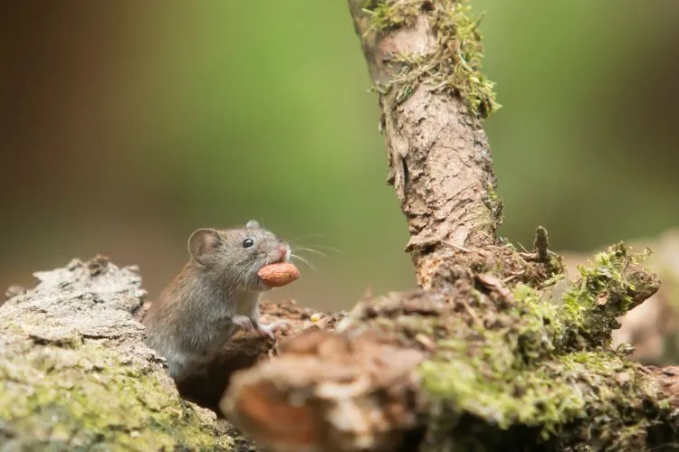 Rato cinza na grama rodeado de árvores e comendo castanha