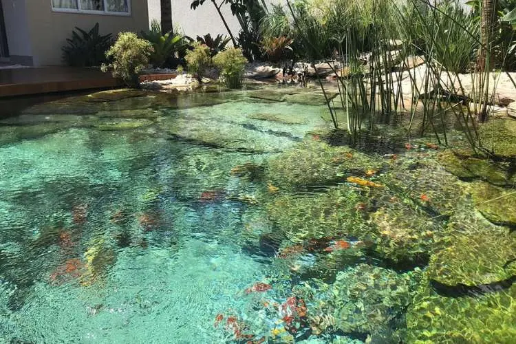 Piscina biológica com peixes, pedras e plantas. 
