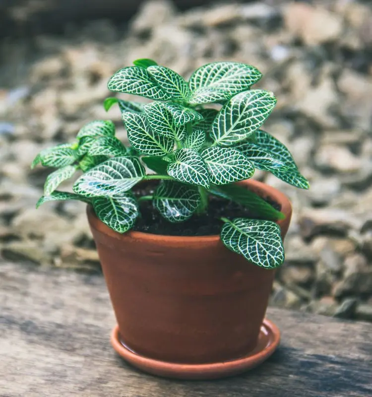 Planta mosaico em vaso de barro