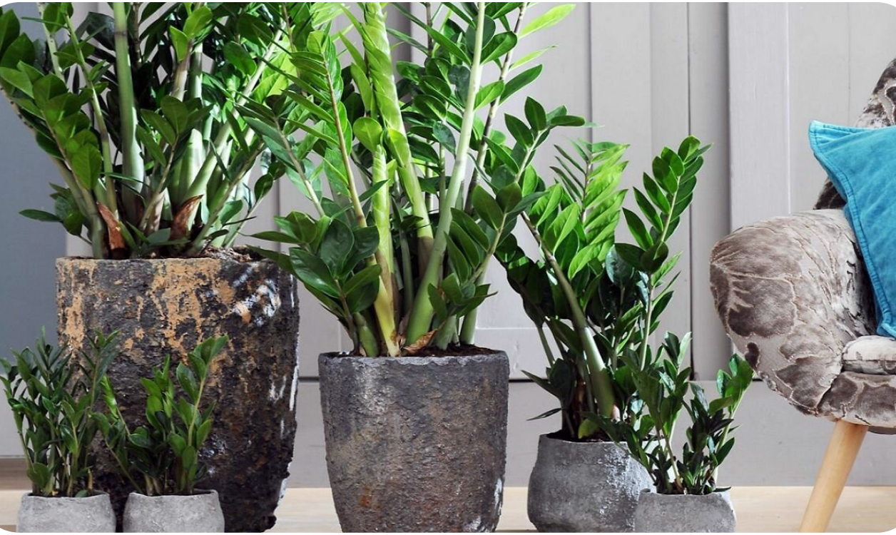 Zamioculcas em vasos rústicos de cimento