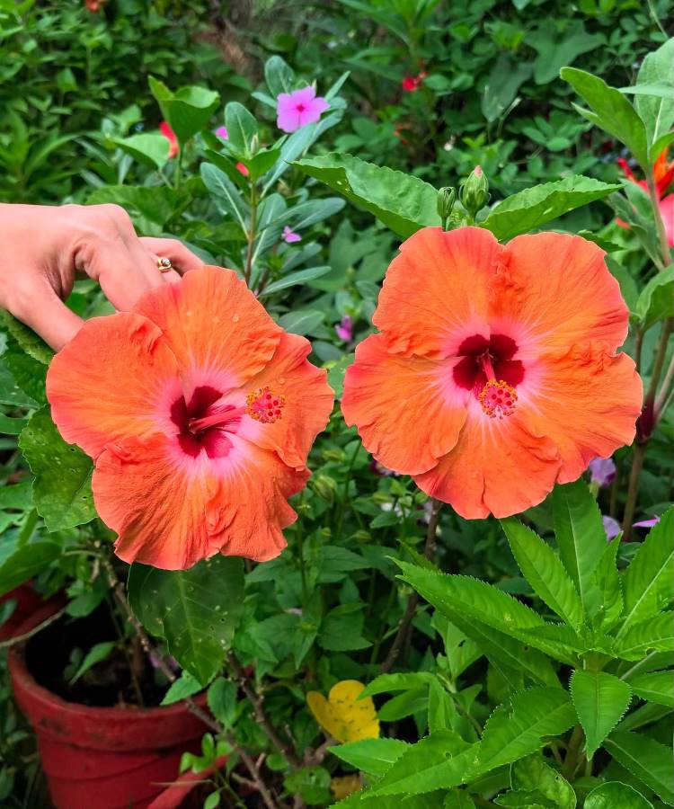 Duas vibrantes flores de hibisco laranja com centros rosa-escuro, cercadas por folhagem verde luxuriante. Uma mão toca suavemente uma das flores, realçando a beleza natural e as cores vivas das plantas em um jardim.







