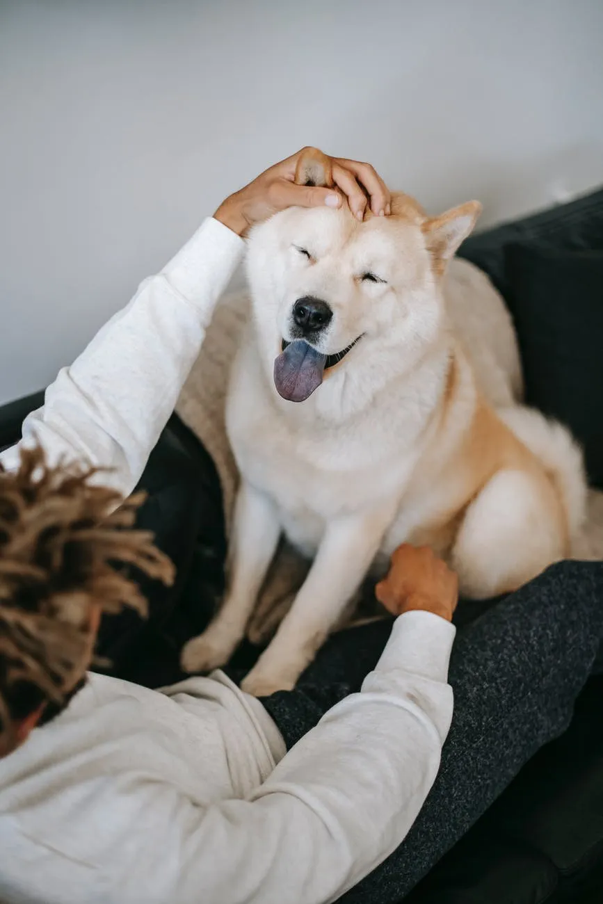 cachorro com humanos cachorro com humanos