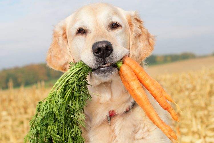 Golden Retriever segurando cenouras frescas com folhas verdes na boca, em um campo ensolarado. O fundo mostra plantações e céu claro, criando uma atmosfera rural agradável, destacando a expressão amigável e calma do cão.