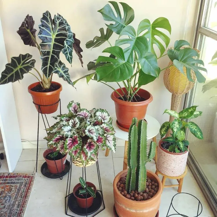 Mescla de diversas plantas em vaso de barro, como costela-de-adão, alocasia amazônica, comigo-ninguém-pode, begônia Rex e cacto Mandacaru.