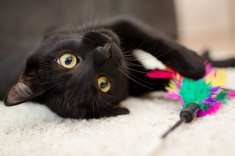 Gato preto em tapete bege brincando com penas coloridas