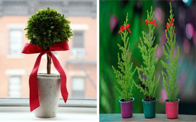 plantas com decoração de natal