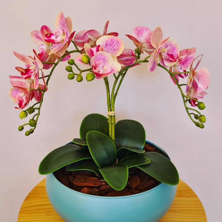 Mesa de madeira com vaso redondo baixo azul de orquídea borboleta rosa 