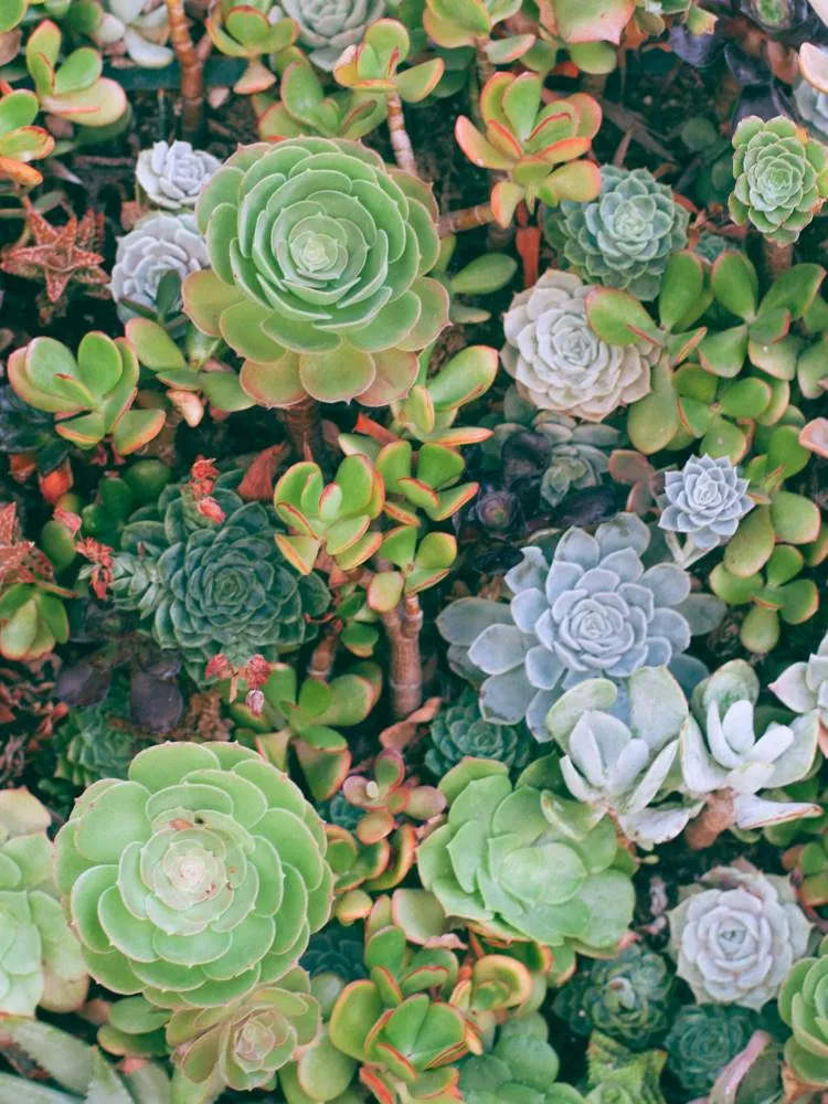 Diversos formatos de suculentas em um jardim. 