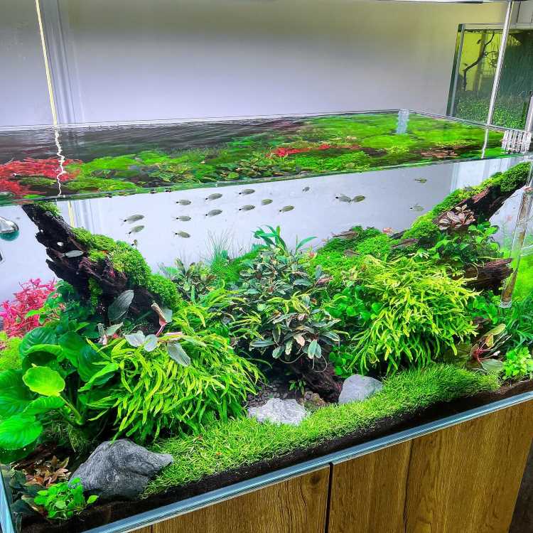 A imagem mostra um aquário exuberante, ricamente plantado com uma variedade de plantas aquáticas de diferentes tons de verde. No centro, há troncos cobertos de musgo, criando um visual natural e orgânico. Pequenos peixes nadam em cardume na parte superior do aquário. O substrato é coberto por um tapete de musgo e pequenas pedras. A iluminação destaca as cores vibrantes das plantas, criando um ambiente harmonioso e bem cuidado.


