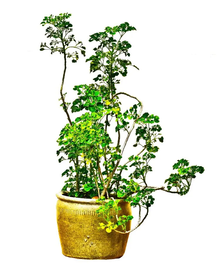 Planta ornamental com folhas verdes vibrantes cresce em um vaso rústico de cerâmica, destacando sua beleza natural. Similar às plantas do dinheiro, esta composição transmite elegância e simboliza prosperidade, sendo ideal para decorar ambientes internos e externos.