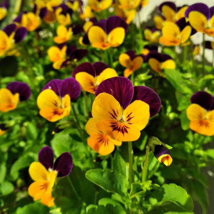 Flores de amor-perfeito amarelas com pétalas superiores em tons de roxo intenso e detalhes de veios escuros no centro. O fundo desfocado destaca mais flores e folhagem verde, criando