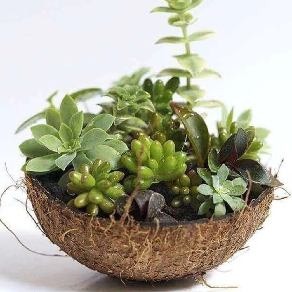 terrário de suculentas