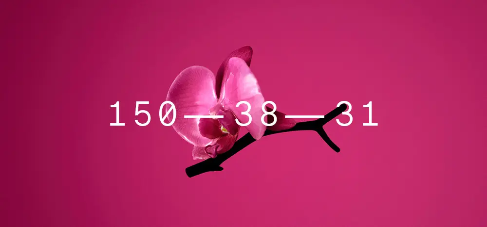 Cor Flor da Orquídea inverno 2022- 2023, tendências cores inverno 2022, tendências Coloro Cor Flor da Orquídea inverno 2022-2023