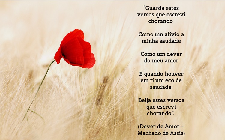 Foto de flor vermelha e poema: Guarda estes versos que escrevi chorando / Como um alívio a minha saudade / Como um dever do meu amor / E quando houver em ti um eco de saudade / Beija estes versos que escrevi chorando”. (Dever de Amor – Machado de Assis) 
