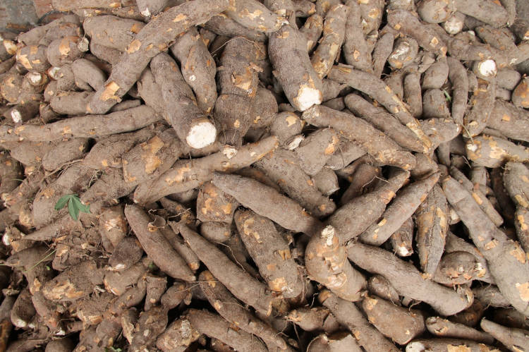 raízes de mandioca