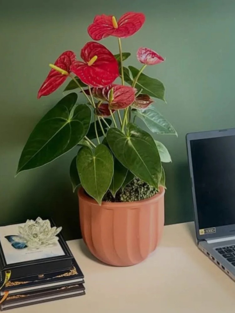 Antúrio em vaso marrom em home office