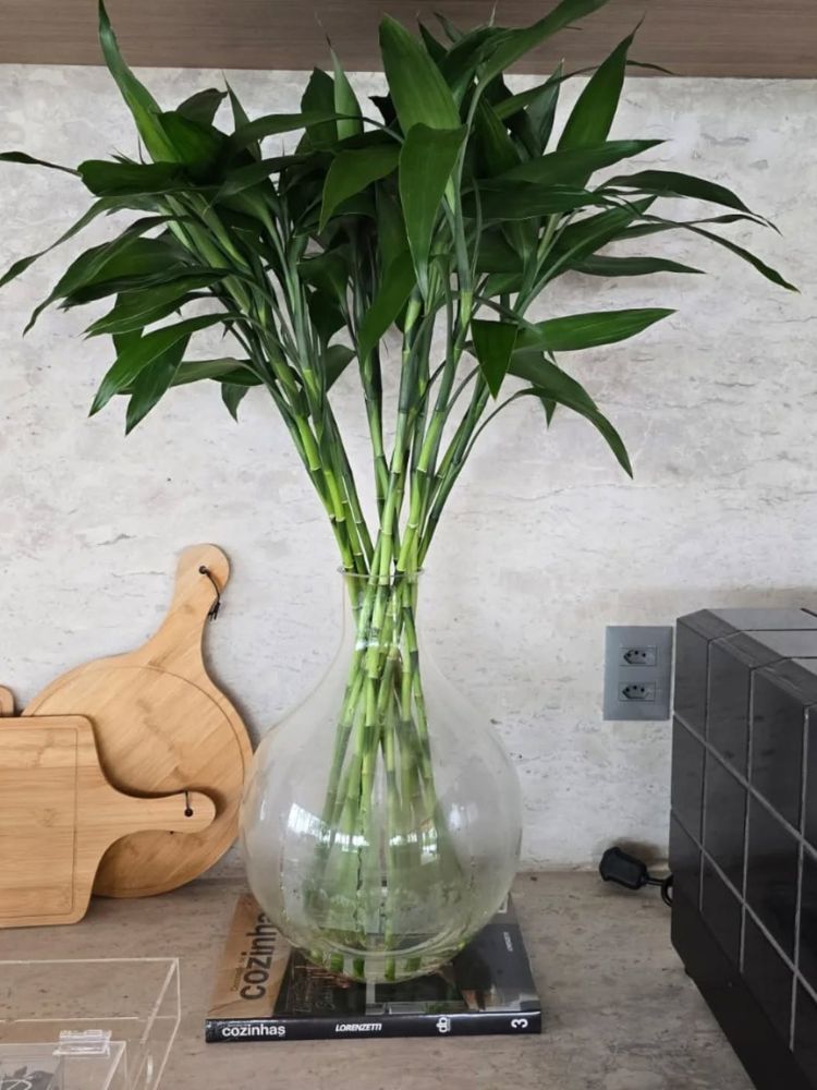 Bambu da sorte em vaso transparente na cozinha