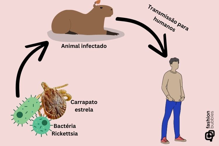 ciclo da febre maculosa