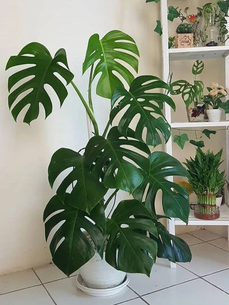 Costela-de-adão grande em um vaso no chão. Atrás, outras plantas distribuídas em uma estante branca. 
