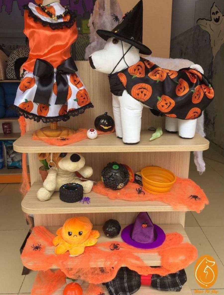 Imagem de vitrine de pet shop decorada para o halloween com itens de abóbora, teias laranjas, cachorro de pelúcia com vestido de abóbora, etc 