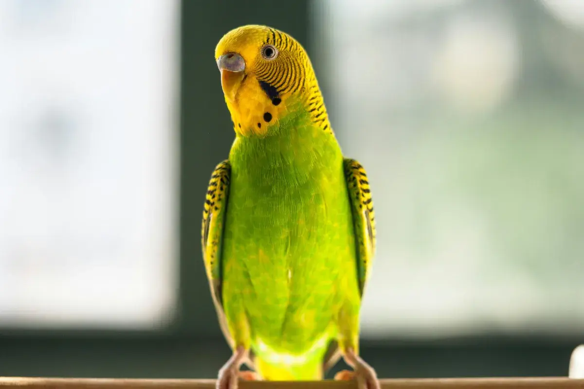 periquito australiano verde e amarelo empoleirado olhando para frente