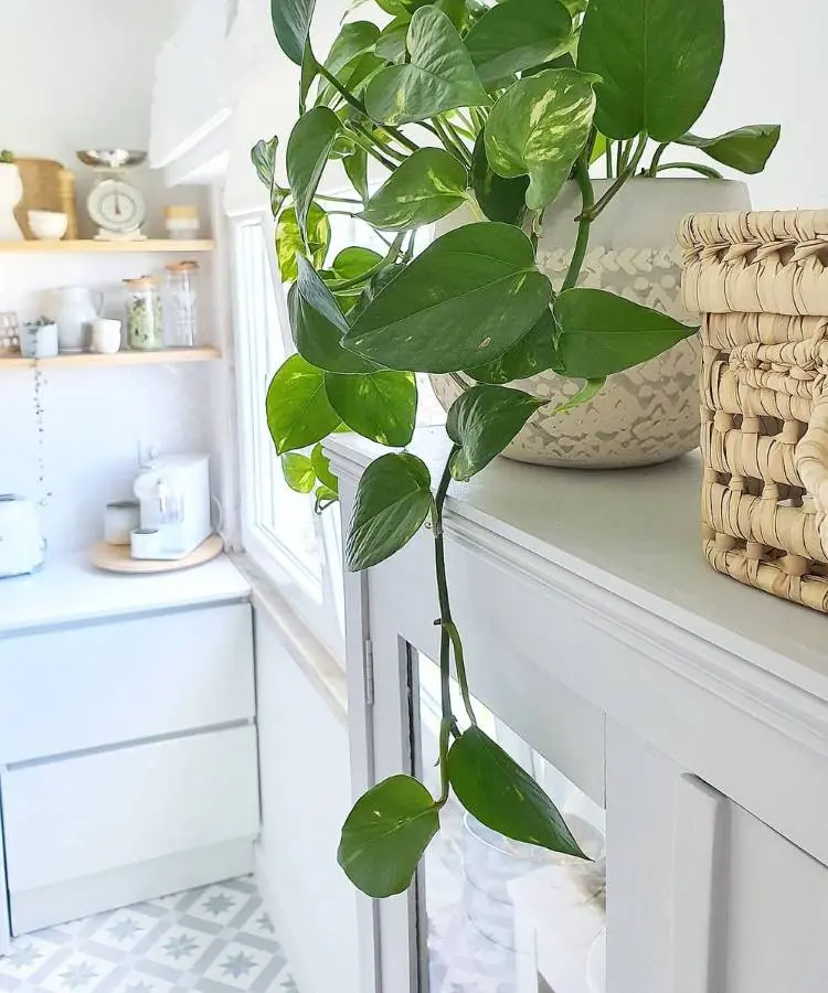 Um pote de planta jiboia com folhas verdes e variegadas caindo elegantemente sobre um armário branco. Ao fundo, uma cozinha clara com prateleiras e utensílios. A imagem transmite uma sensação de frescor e aconchego.







