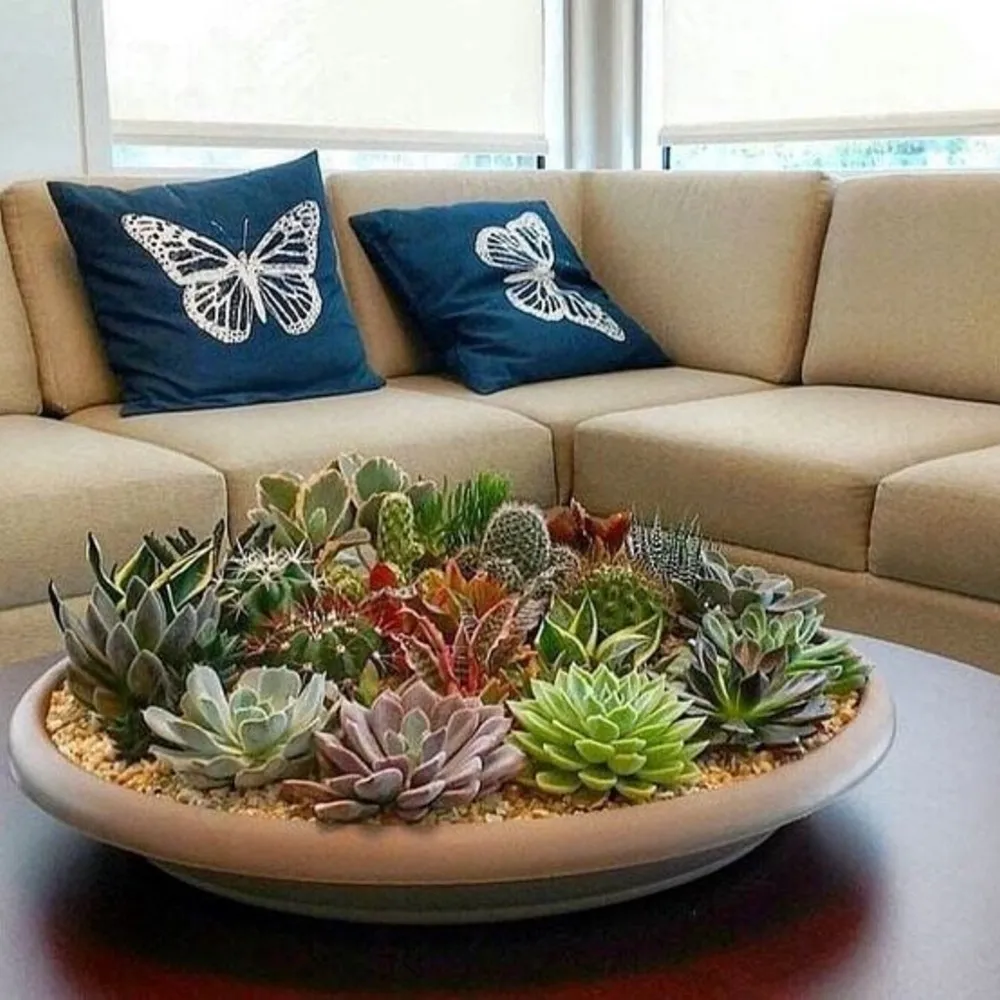 terrário de suculentas 4