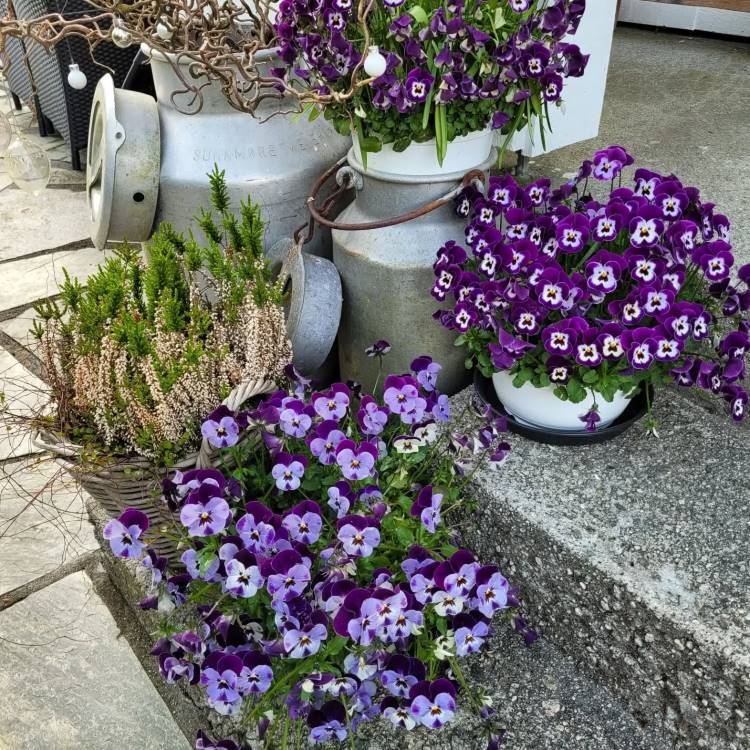 Flores de amor-perfeito amarelas com bordas roxas vibrantes, realçadas pela luz do sol. Pétalas delicadas apresentam listras escuras no centro. O fundo desfocado exibe folhagens verdes e um céu azul, criando um contraste harmonioso e natural.



Arranjo com flores de amor-perfeito roxas e lilases em recipientes rústicos, incluindo vasos de metal e cestos. Ramos secos e plantas verdes complementam a composição. Ambiente externo em piso de pedra e degraus, criando um charme campestre e acolhedor.







