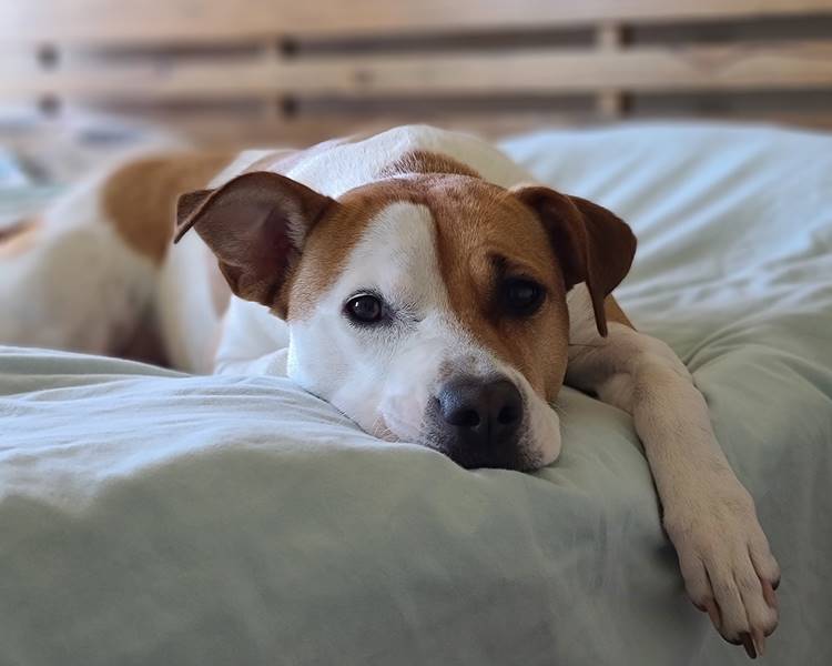 Foto de cachorro.