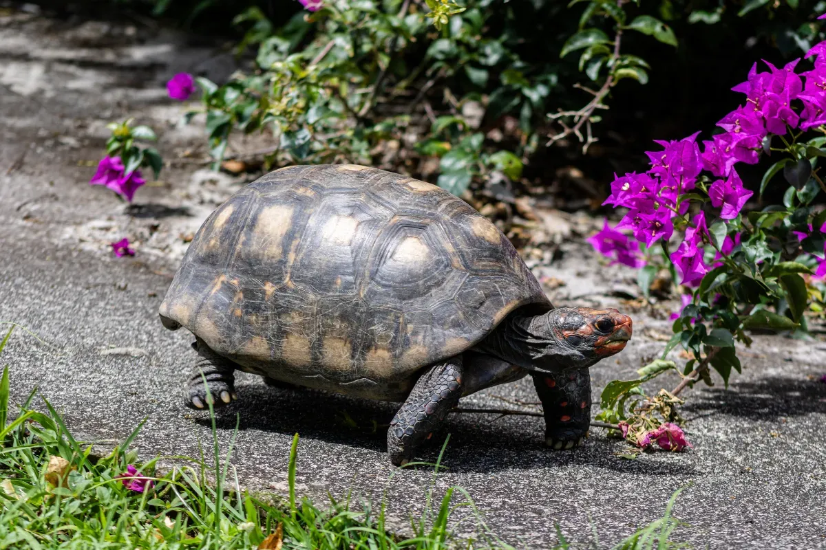 Jabuti circulando por jardim residencial com flores roxas, cenário comum na criação doméstica em 2026.