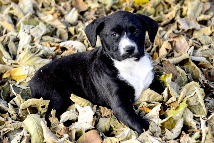 Cachorrinho preto e branco deitado em folhas secas