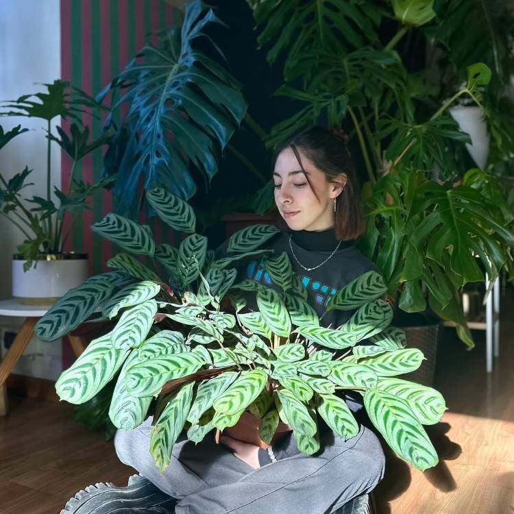 Mulher de cabelo castanho sentada no chão, de pernas cruzadas, segurando uma grande planta calathea com folhas verde-escuras e listras verde-claras. Ela está rodeada por outras plantas grandes e exuberantes, como a Monstera.







