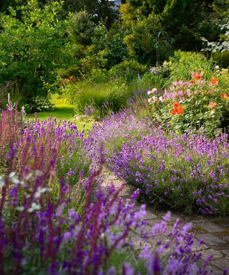 Um jardim vibrante com canteiros de lavanda roxa, exibindo a beleza de plantas que gostam de sol. Ao fundo, há arbustos verdes frondosos, flores rosas e laranjas, e um caminho de pedra sinuoso, criando uma paisagem exuberante e colorida.







