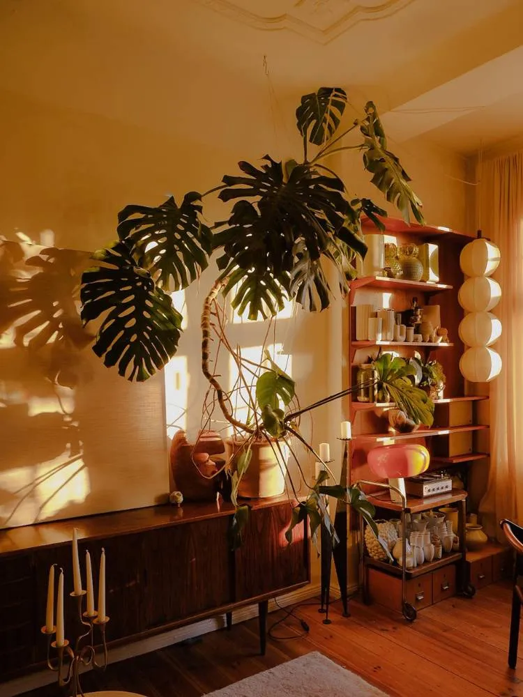 Monstera em uma sala sobre aparador. O ambiente também apresenta velas, meia sombra, estante com diversos objetos de decoração tapete e cortina.