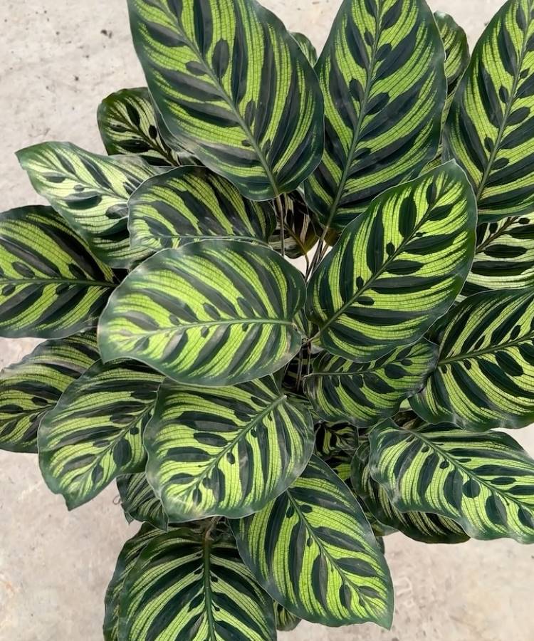 Visão de cima de uma planta Maranta exuberante com folhas verdes, ovais e compridas. As folhas possuem um padrão distintivo, com listras verde-escuras e finas, e manchas ovais e mais claras.







