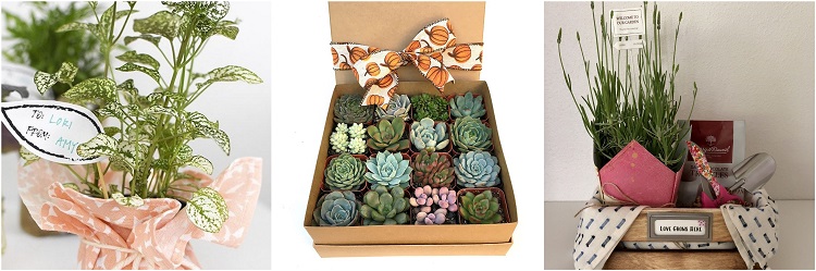 plantas para presentear
