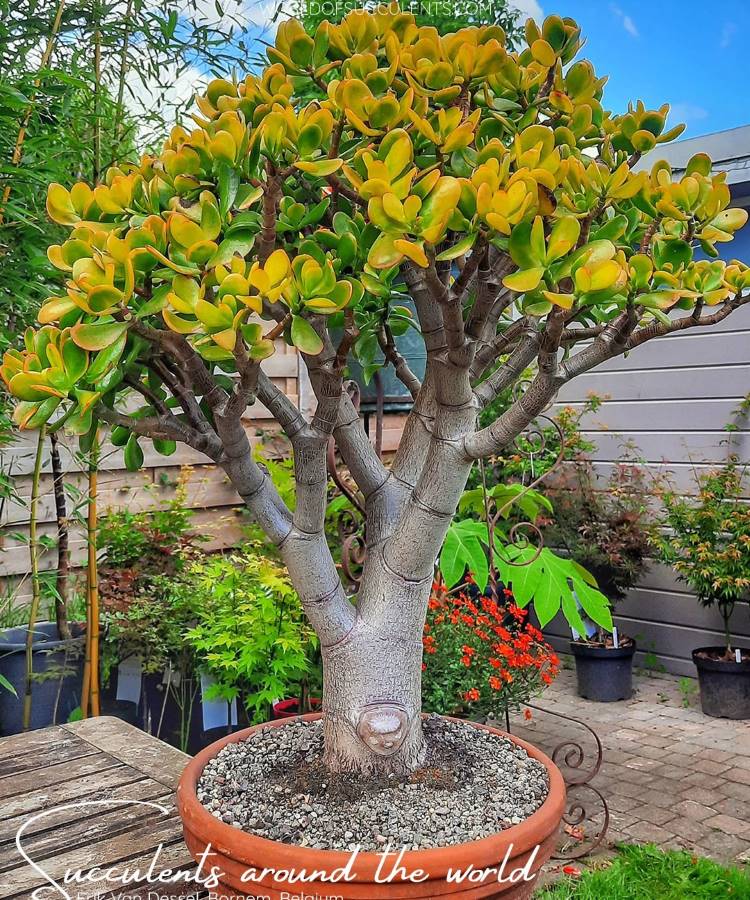 Uma bela planta jade, com folhas amarelas e verdes, exibindo seu tronco robusto em um vaso de terracota. Esta suculenta, que prospera como uma das plantas que gostam de sol, está em um jardim com folhagem verde ao fundo.








