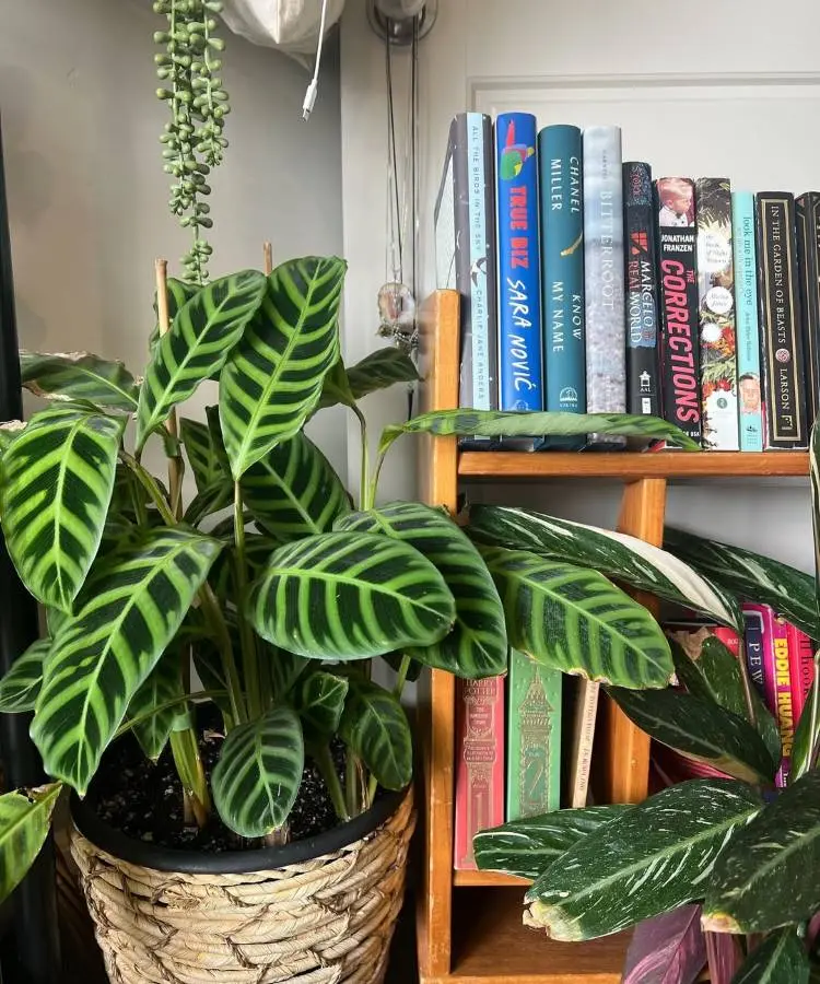 Uma **calathea zebrina** vibrante em um vaso de vime, com suas folhas listradas em verde claro e escuro. Ao lado, uma estante de madeira com livros coloridos. Pendurada, uma planta **colar-de-pérolas**. A cena é **aconchegante e cheia de vida**.