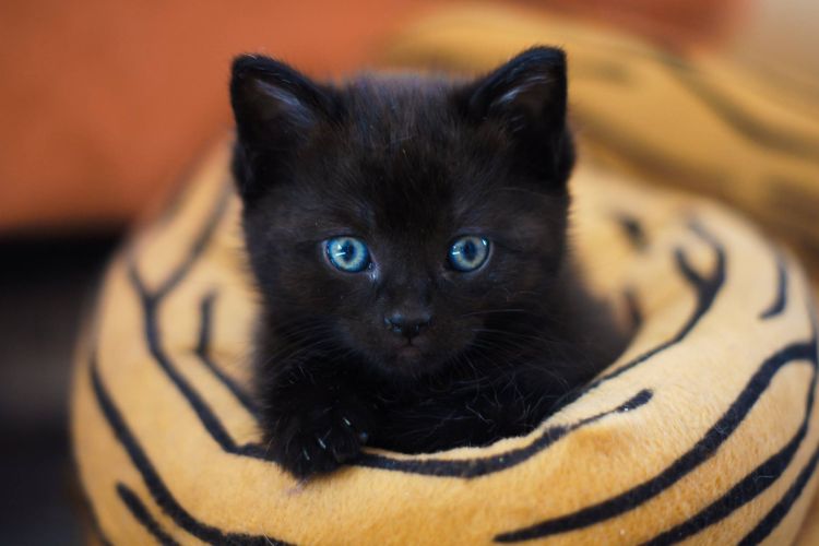 Filhote de gato preto, com olhos azuis, deitado em uma almofada estampada com listras de tigres.

