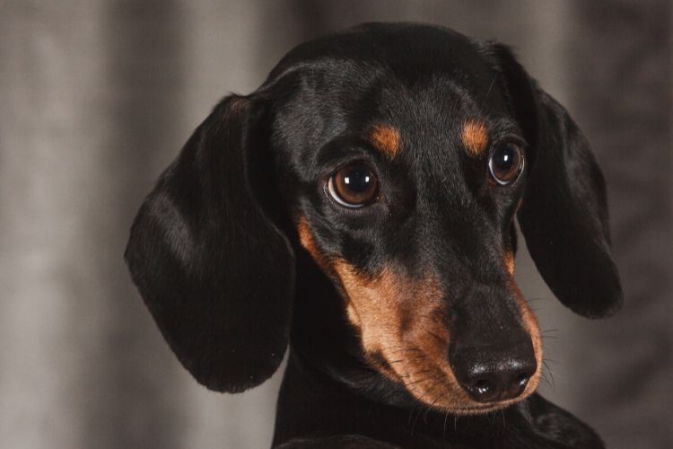 Cachorrinho salsicha