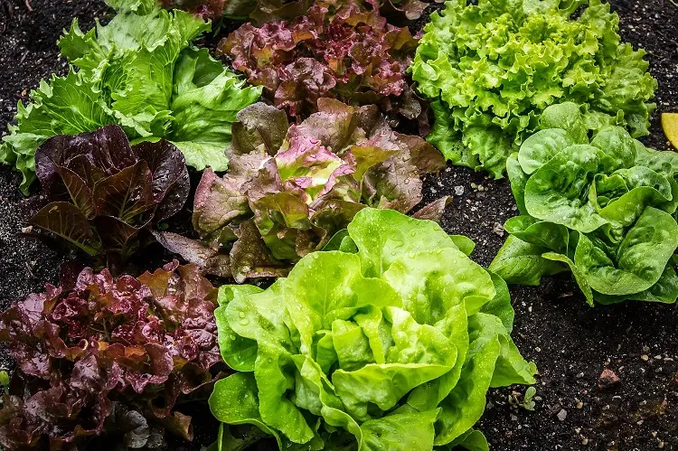 pés de alface de vários tipos plantados na terra