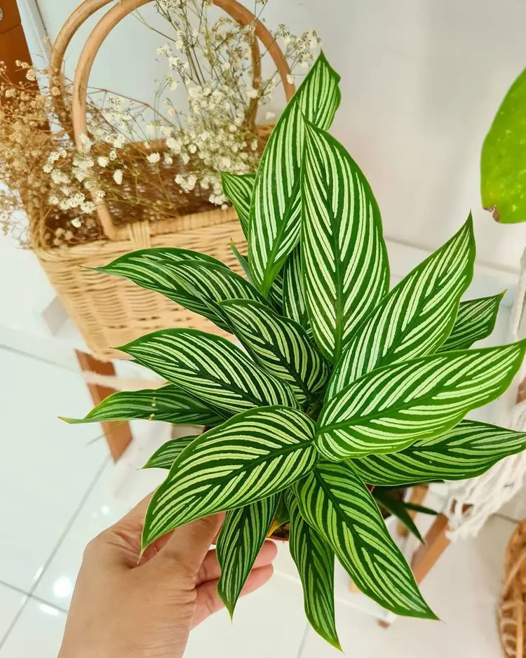 mão segurando vaso com calathea elliptica ao lado de um cesto com flores secas