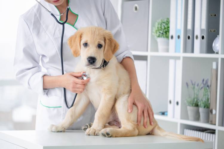 Filhote de Golden Retriever no veterinário.
