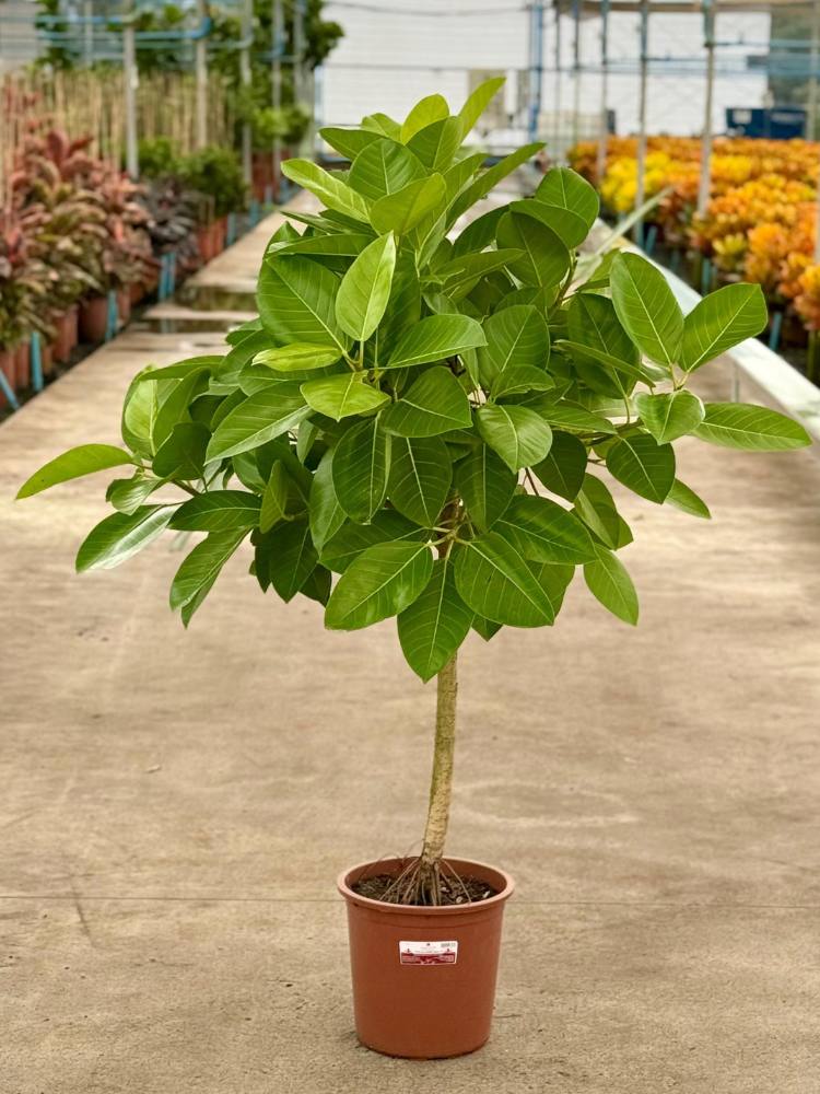 Ficus Altissima Neón em caminho de cimento com flores aos lados 