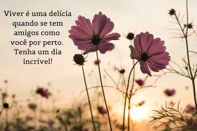 Foto de flores rosas e frase: Viver é uma delícia quando se tem amigos como você por perto. Tenha um dia incrível!